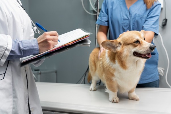 Veterinarian examining a corgi on a clinic table while taking notes.